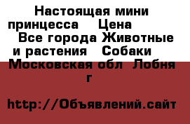 Настоящая мини принцесса  › Цена ­ 25 000 - Все города Животные и растения » Собаки   . Московская обл.,Лобня г.